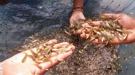 gulsa fish nursing fry | Kabashi Tengra | fish farming Bangladesh - YouTube