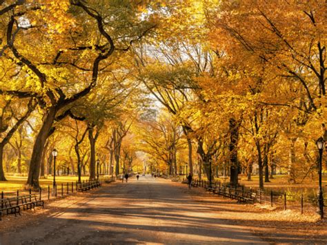 Central Park Fall Foliage Map - Discover NYC