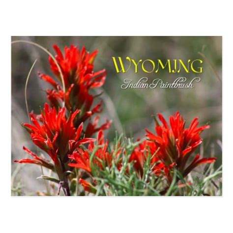 Wyoming State Flower: Indian Paintbrush Postcard | Zazzle