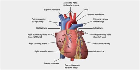 Heart Functions, Heart Diseases and Structure with Diagram