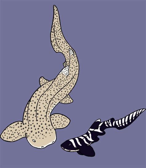 Zebra Shark by chikajin on DeviantArt