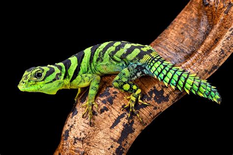 53 of the Most Colorful Reptiles in the World - Color Meanings