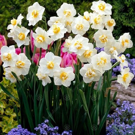 Buy Daffodil Cheerfulness White - Double Daffodil | Free Delivery