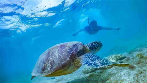 Best Guanacaste Snorkeling Tour, #1 Papagayo Gulf Boat Trips