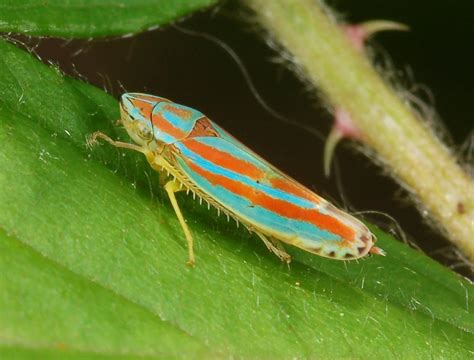 Family Cicadellidae | ENT 425 – General Entomology