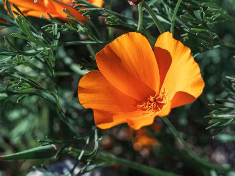 Orange Poppy Flower Meaning