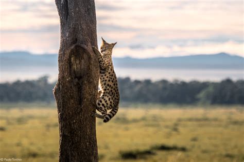 Serval - Africa Geographic