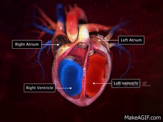 HCL Learning DigiSchool - Structure of the Human Heart on Make a GIF