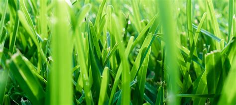 5 Low Maintenance Grasses to Make Your Yard Drought Friendly - Dave's ...