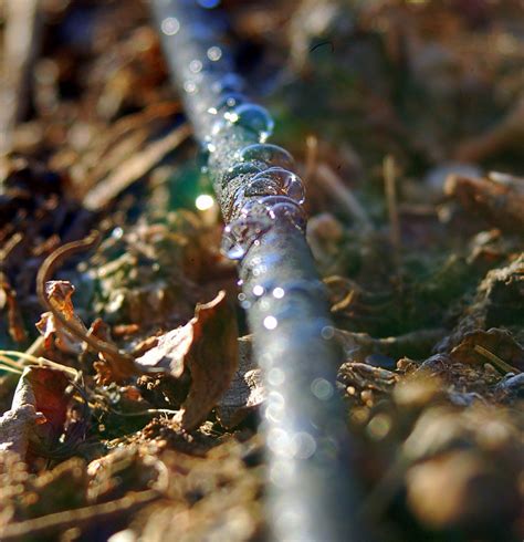 Drip irrigation | I also wrote a blog post about installing … | Flickr