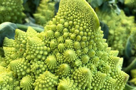 Weird fractal Romanesco cauliflowers start life as failed flowers | New Scientist