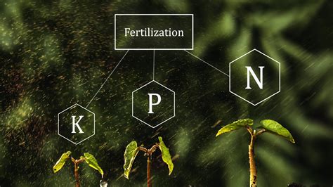 Best Nutrients for Cannabis Plants - Kanha Technologies