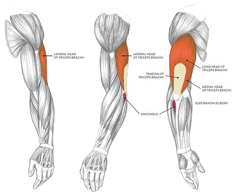 Lower Arm Muscles Names Muscles Of The Arm Labeled Lovely Anatomy | Images and Photos finder