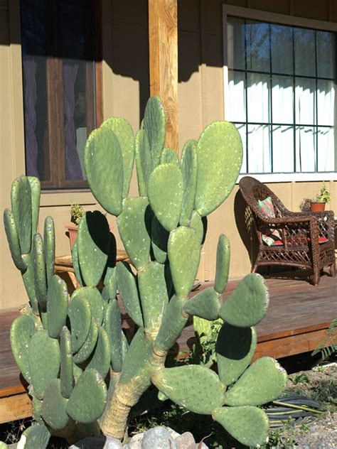 Indian Fig Cactus (opuntia ficus indica) – Urban Tropicals