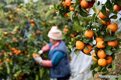 People busy harvesting oranges in SW China's Guizhou - China Plus