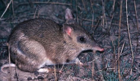 Eastern_Barred_Bandicoot_04 | Biodiversity of the Western Volcanic Plains