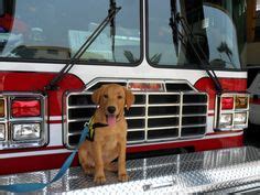 Firehouse Dogs