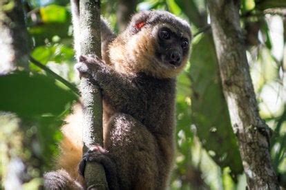 Hot Springs and Waterfalls of Ranomafana National Park in Madagascar 2025 - Rove.me