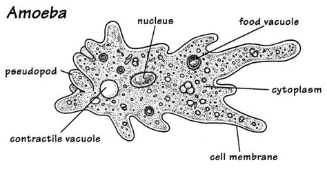 Unicellular organism ~ Detailed Information | Photos | Videos