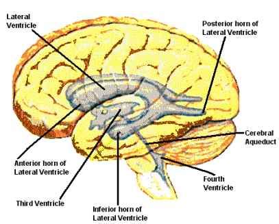 Periventricular White Matter (PVWM) - MedFriendly.com