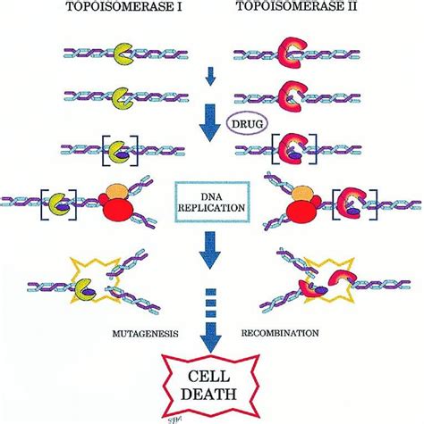 Topoisomerase- Definition, Types, Structure, Functions, Mechanism (2022)