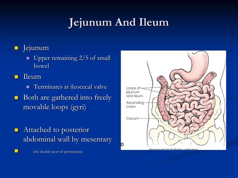 Perbedaan Antara Jejunum Dan Ileum Dengan Tabel Perbankan 2023 - Riset