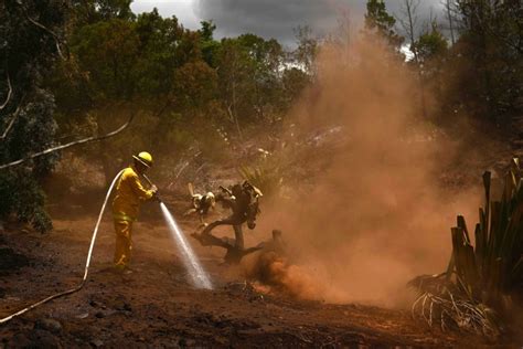 How Maui’s unchecked grasses became ‘a ticking bomb’ for wildfires