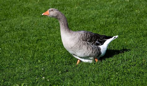 Toulouse Goose Breed Profile - Farmhouse Guide