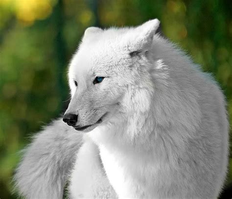 huge white wolf - Google Search by _Celestee_Boo_ | WHI