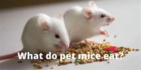 What do pet mice eat? Mice Diet Guide | Hutch and Cage