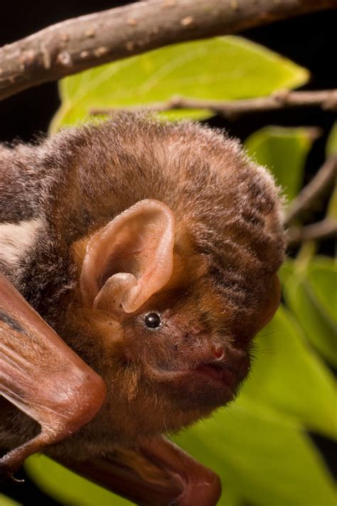 Lasiurus seminolus - Bat Conservation International