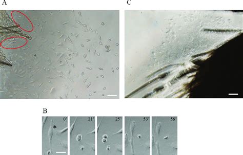 Morphology of cells outside of mouse skin after 3 days of incubation ...