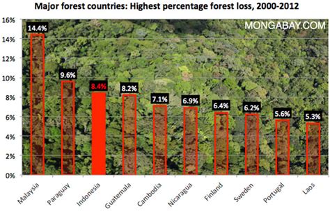 Deforestation accelerates in Indonesia, finds Google forest map