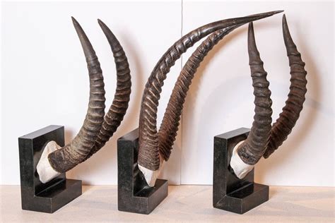 Vintage African Sable Antelope Horns For Sale at 1stdibs