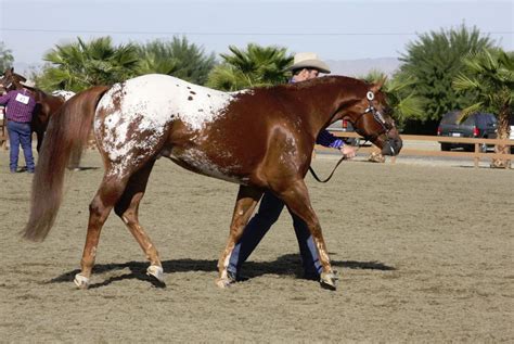 chestnut blanket Appaloosa by FineEquine on DeviantArt