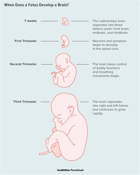 7 Weeks Old Development - Captions Tempo