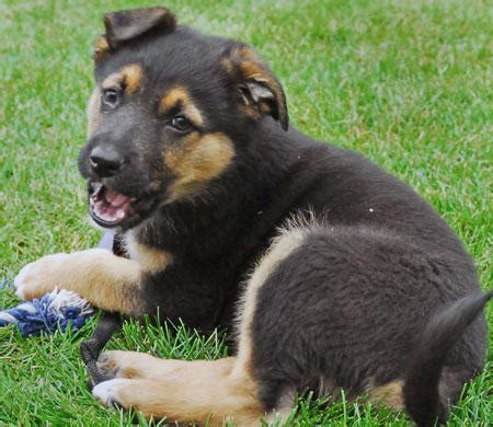 German Australian Shepherd Info, Temperament, Care, Puppies, Pictures