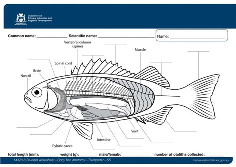 Bony Fish Anatomy Worksheet | Anatomy Worksheets