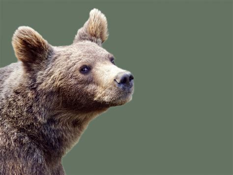Brown Bear Portrait Free Stock Photo - Public Domain Pictures