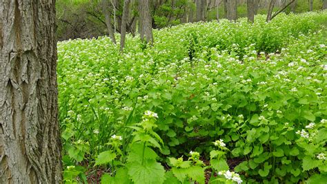 Invaders! Combating the Spread of Garlic Mustard - The Leelanau ...