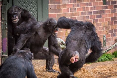 Chimpanzee fight at Chester Zoo - 1 | Chester Zoo. Chimpanze… | Flickr