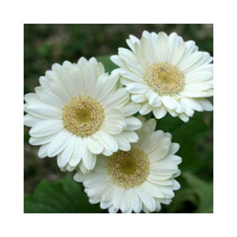 Shevanti Sunflower (White) Plant | ubicaciondepersonas.cdmx.gob.mx
