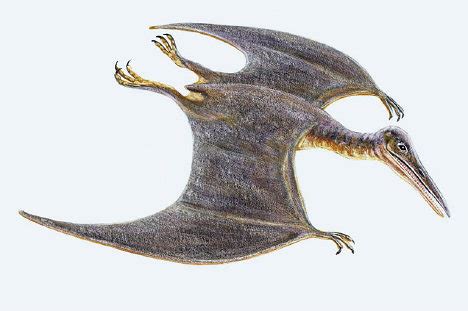 Pterosaurs Facts - information about the extinct, prehistoric animal, pterosaurs