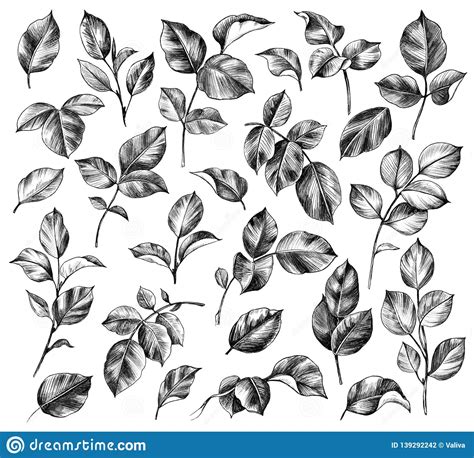 Hand Drawn Set of Rose Leaves Stock Illustration - Illustration of hand, botanical: 139292242