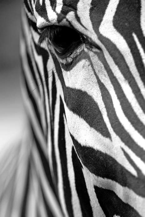 Zebra Close Up - Gallery Corner