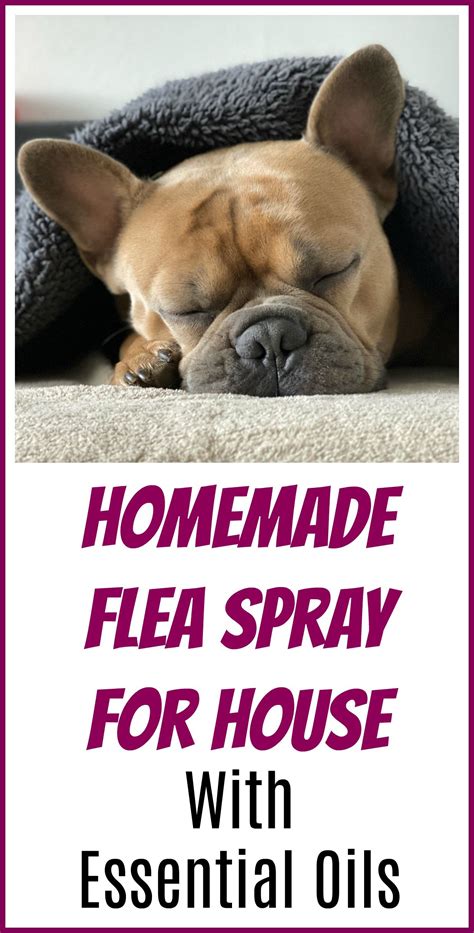 Homemade Flea Spray For House With Essential Oils - Organic Palace Queen | Homemade flea spray ...