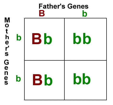 Honors Bio Blog