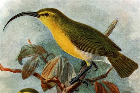 Extinct Birds of Oahu - Birds of Oahu