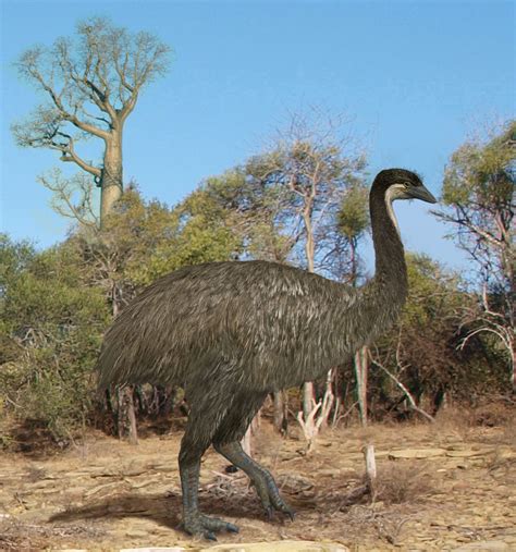 Elephant Bird - Biggest Bird that ever Lived | Passnownow