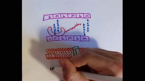 Vancomycin, Bacitracin, Cycloserine, & Penicillin Mechanisms of Action ...